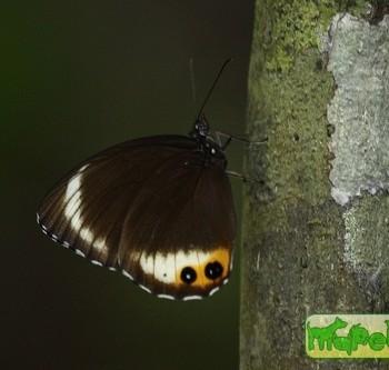 Elymnias agondas