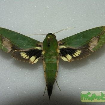 Xylophanes chiron