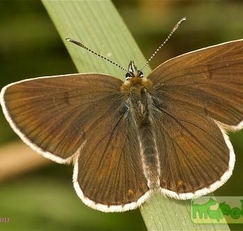 Eumedonia eumedon