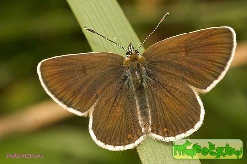 Eumedonia eumedon