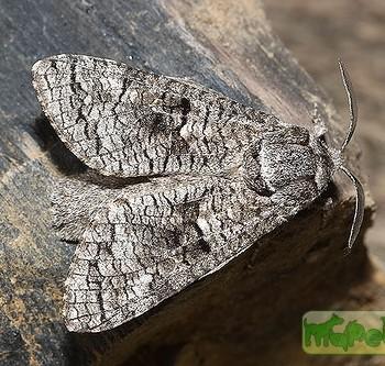 Acossus populi