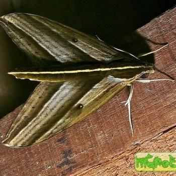 Elibia dolichus