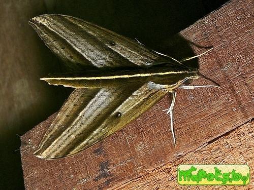 Elibia dolichus