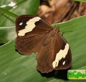 Heteronympha mirifica