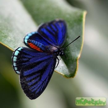 Eumaeus atala
