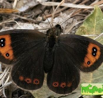 erebia neoridas