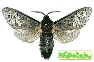 Acossus terebra