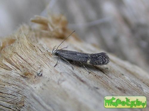 Aproaerema anthyllidella