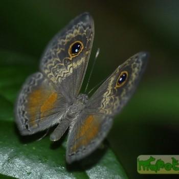 Perophthalma tullius