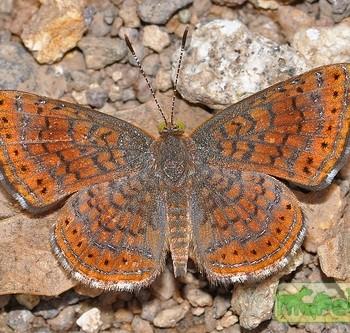 Calephelis arizonensis