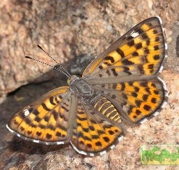 Apodemia nais