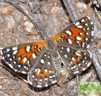 Apodemia mejicanus
