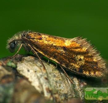 Eriocrania subpurpurella