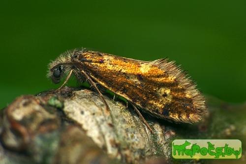 Eriocrania subpurpurella