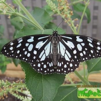 danaus limniace