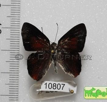 Euselasia eucrates