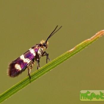 micropterix aureatella