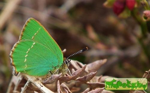Callophrys rubi (Малинница)
