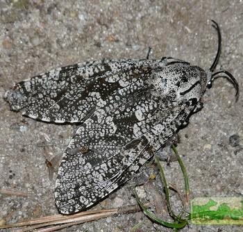 Prionoxystus robiniae