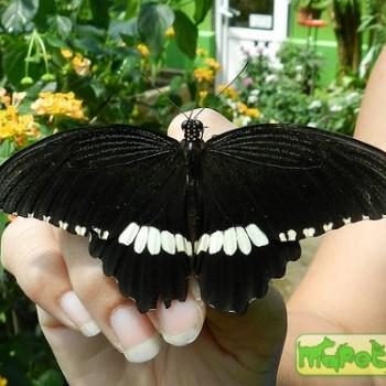 Papilio polytes