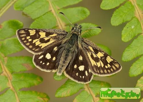 Carterocephalus palaemon (Палемон)