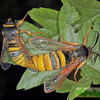 Sesia bembeciformis