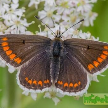 Aricia agestis (Бурая многоглазка, аргус бурый)