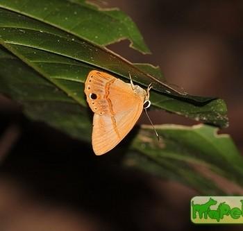 Euselasia euoras