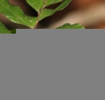 Euselasia eurypus