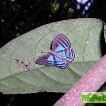 Mesosemia eumene