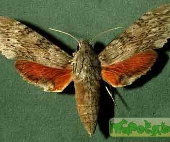Erinnyis yucatana