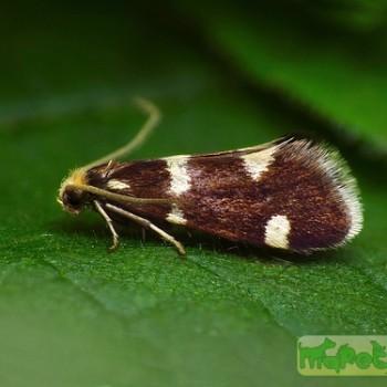 Incurvaria praelatella