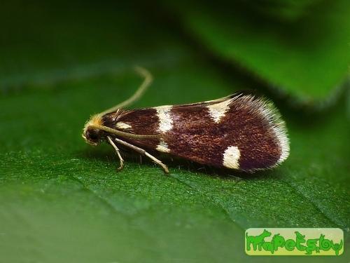 Incurvaria praelatella 