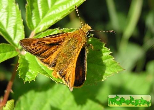 Ochlodes sylvanus (Толстоголовка лесная, толстоголовка Фавн)
