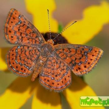 Calephelis virginiensis