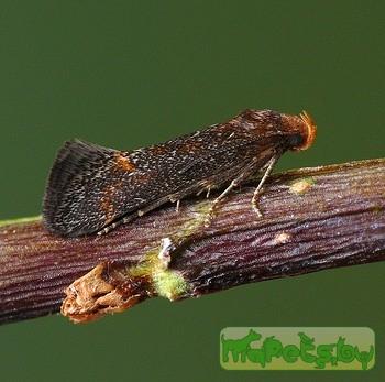 Apodia bifractella
