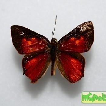 Euselasia eubule