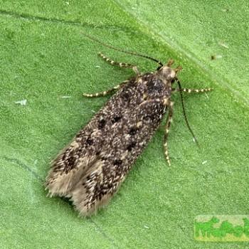 Bryotropha affinis