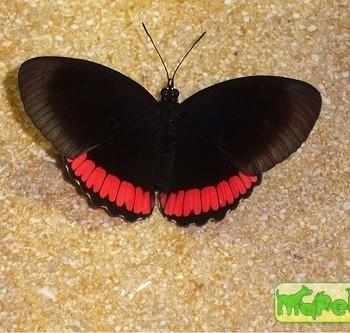 Biblis hyperia