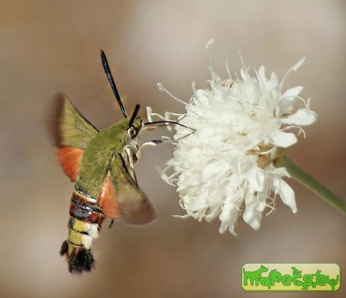 Hemaris croatica
