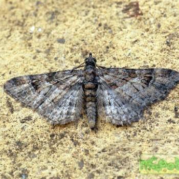 Bryotropha domestica