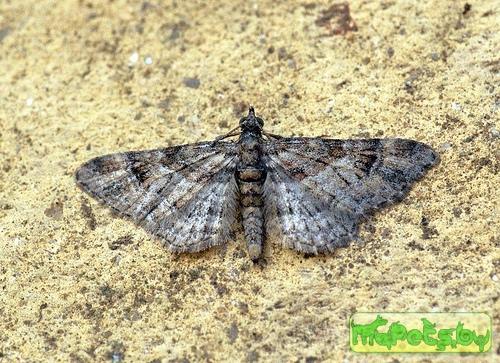 Bryotropha domestica