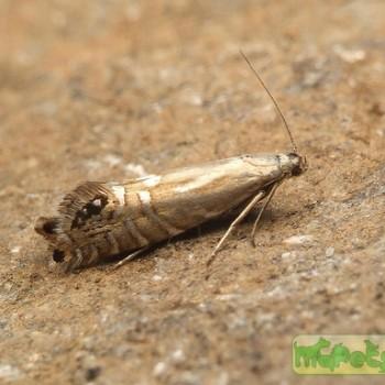 glyphipterix thrasonella