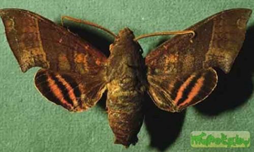 Pachygonidia drucei
