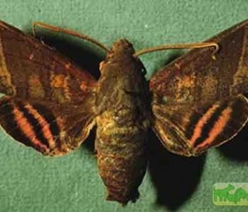 Pachygonidia drucei