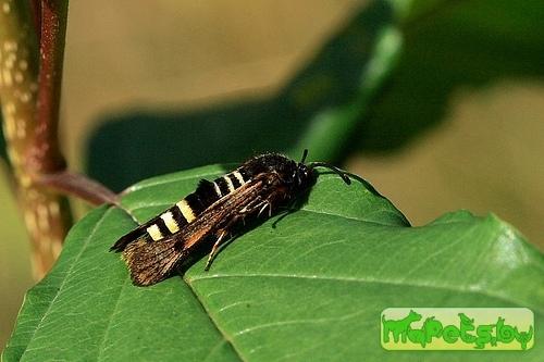 Pennisetia hylaeiformis