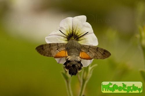 Macroglossum stellatarum