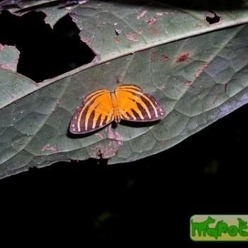 Hyphilaria parthenis