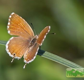 Cacyreus marshalli
