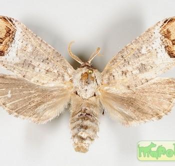 Cossula magnifica